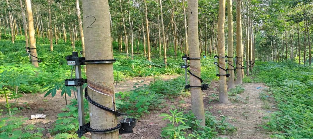 Fully Automatic Intelligent Rubber Tapping Machine