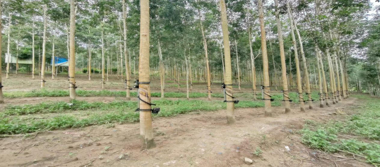 Fully Automatic Intelligent Rubber Tapping Machine
